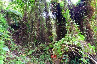 山阳天竺山森林公园