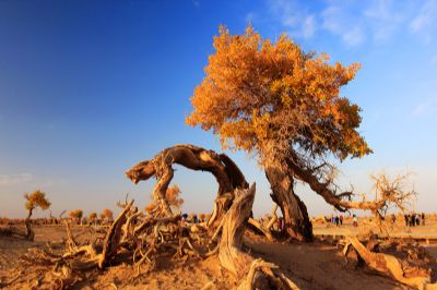 阿拉善盟胡杨林旅游区